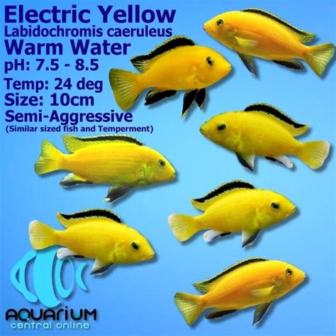 african cichlid electric yellow cichlid australian labidochromis caeruleus  cm aquarium