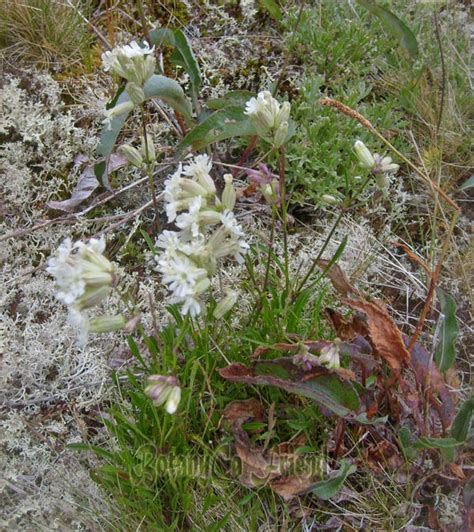 Silene Paucifolia Botanically Inclined Seed Adventures