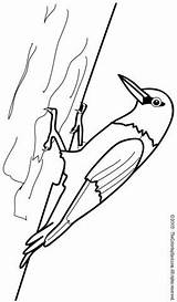 Woodpecker Colouring sketch template