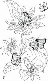 Wildflower Getdrawings sketch template