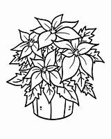 Coloring Pages Poinsettia Bucket Flower Christmas Mistletoe National Printable Colouring Print Color Plant Chaconia Adult Winter Getcolorings Netart Sheets Template sketch template