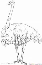 Ostrich Drawing Draw Realistic Ostriches Coloring Supercoloring Tutorials Birds Step Getdrawings sketch template