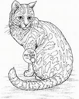 Coloring Realistic Animal Pages Printable Kids Cat sketch template