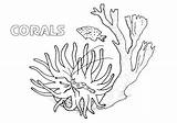 Coloring Corals Pages Print Coloringway sketch template