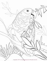 Parrot Cockatoo Designlooter Africangrey Parrots Coloringbay Visit sketch template