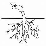 Plant Coloring Clipart Cycle Roots Life Worksheet Tree Clip Colouring Bean Drawing Pages Cliparts Simple Growing Sheet Flower Template Gif sketch template