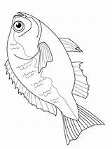 Fisch Druckvorlage Malvorlagen Bildern sketch template