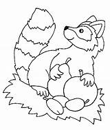 Colorat Imagini Nocturnal Raccoon Raton Planse Desene Coloringhome Gratuita Printat Fise Fisa Colorare sketch template
