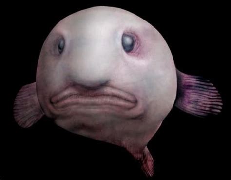 blobfish facts pictures information hubpages