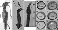 Afbeeldingsresultaten voor "eucleoteuthis Luminosa". Grootte: 199 x 104. Bron: www.researchgate.net