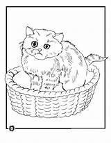 Coloring Cat sketch template