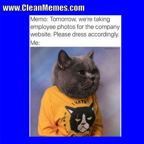Cat Memes Clean Memes