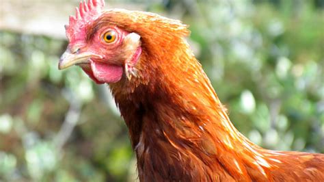 scientists suggest checking your chickens for fleas mental floss