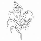 Corn Stalk Coloring Stalks Drawing Template Pages Field Plant Draw Clip Printable Drawings Kids Color Sheet Pattern Getcolorings Cornfield Bing sketch template