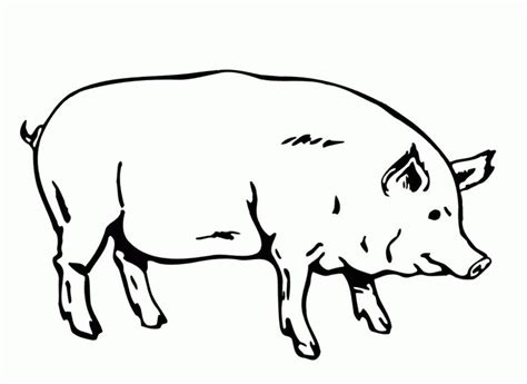 coloring page  pig