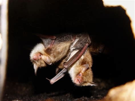 sounds of flies mating leave them most vulnerable to bats