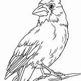 Coloring Bird Red Getcolorings Cardinal Printable Pages sketch template