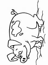 Varken Cerdo Schwein Porc Leukekleurplaten Dibujosparaimprimir Colorat Sparschwein Spaarvarken Besteausmalbilder Ausmalbild Varkens Plansededesenat Coloración Colorea Tipareste sketch template