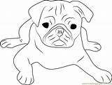 Pug Coloring Pages Cute Face Dog Printable Drawing Colouring Color Getcolorings Comments Print Getdrawings Coloringpages101 Coloringhome sketch template