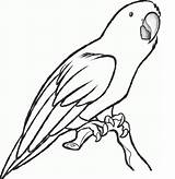 Parrot Coloring Drawing Pages Printable Sketch Colour Macaw Cute Realistic Step Parrots Kids Clipart Colouring Drawings Getdrawings Dragoart Clipartmag Paintingvalley sketch template