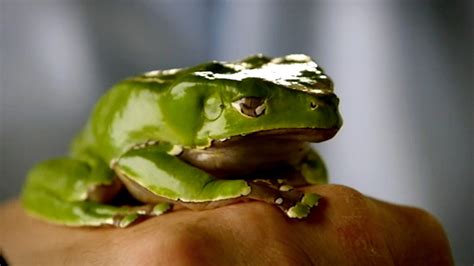 bbc  natural world   attenboroughs fabulous frogs frog