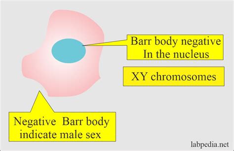 Barr Bodies Detection Sex Chromatin Body Nuclear Sexing And