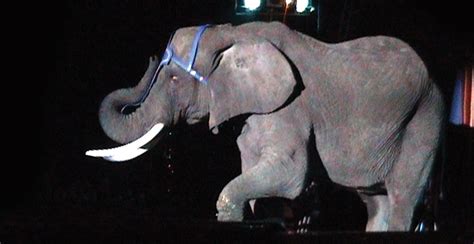 elephants   uk circus   years stop circus suffering