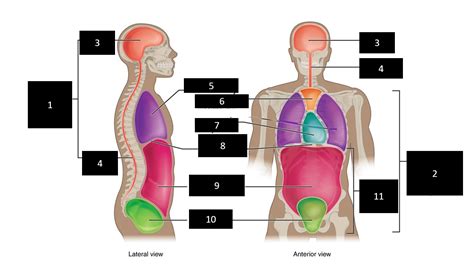 anatomical terminology body cavities