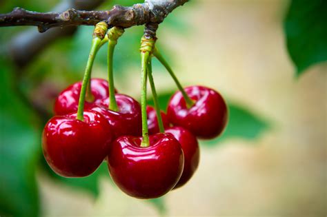 cherry fruit nutrition healthfully