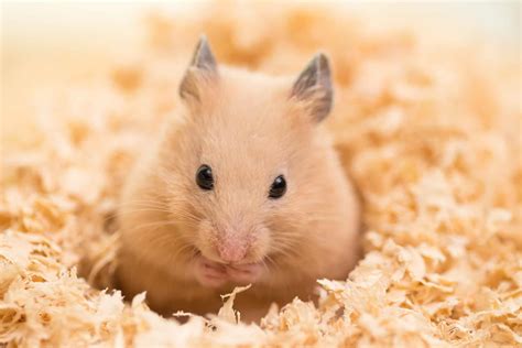 hamster companionship handling guide  bonding   hamster burgess pet care