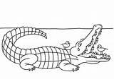 Alligator Coloring Kids Pages Printable sketch template