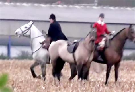 atherstone hunt members will not face action over hounds killing fox