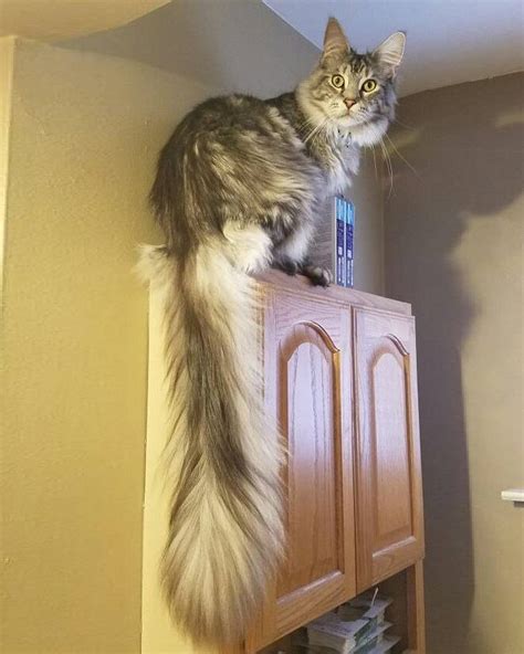 michigan cat shows  worlds longest tail  floofiest
