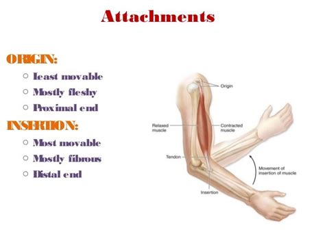 muscle attachments diagram quizlet