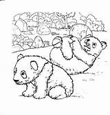 Panda Coloring Pages Realistic Bear Rocks Template Pandas Print Two Cute sketch template