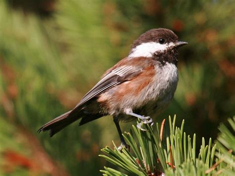 birds chestnut backed chickadee