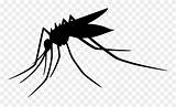 Mosquito Mosquitoes Nyamuk Aedes Serangga Pngwing W7 Kartun Webstockreview Clipartkey Pngitem sketch template