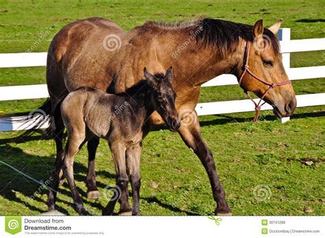 mother  baby horse stock photo image  farming baby