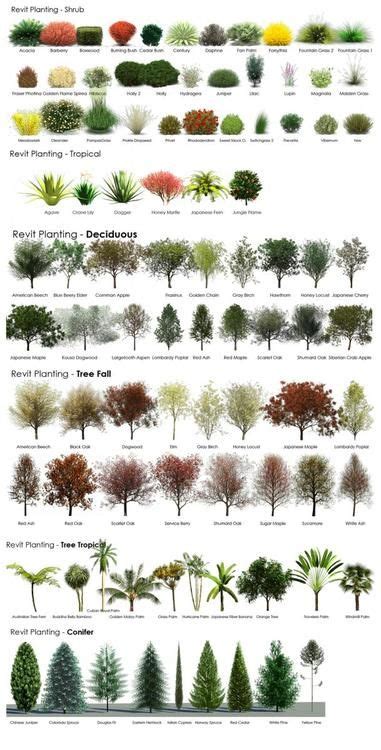 tree  shrub guide infographic evergreens deciduous