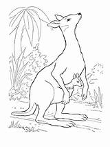 Kangaroo Kangaroos Doesn Colouring sketch template