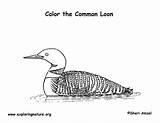 Loon Coloring Common Exploringnature sketch template