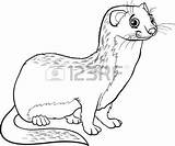 Stoat Designlooter sketch template