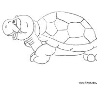 turtle coloring pages surfnetkids