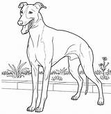 Greyhound Coloring Italian Pages Drawing Printable Line Dog Color Hound Supercoloring Colouring Grey Drawings Kids Book Adult Print Choose Board sketch template