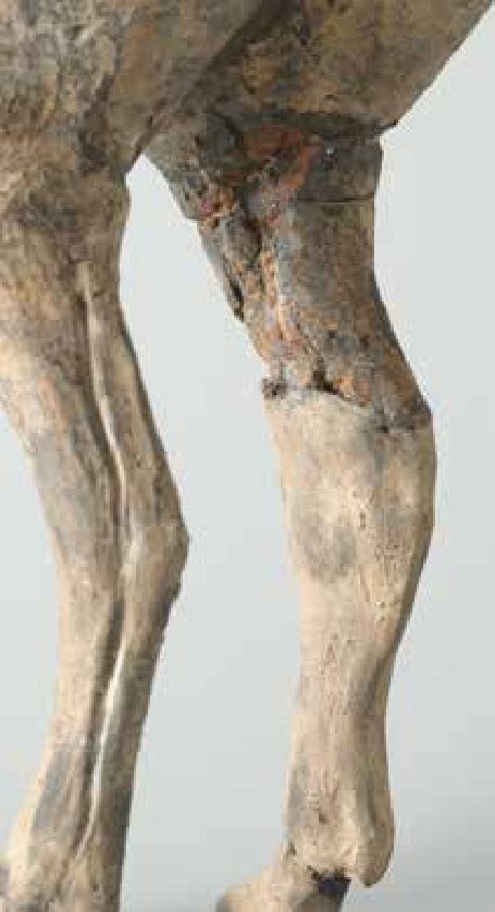 detail   horse fig   showing  hind legs