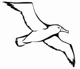 Albatross Coloring Pages Tattoo Drawing Seagull Bird Color Gif Printable Draw Drawings Animals  Sheet Animal Back Clipart Step Freepngimg sketch template