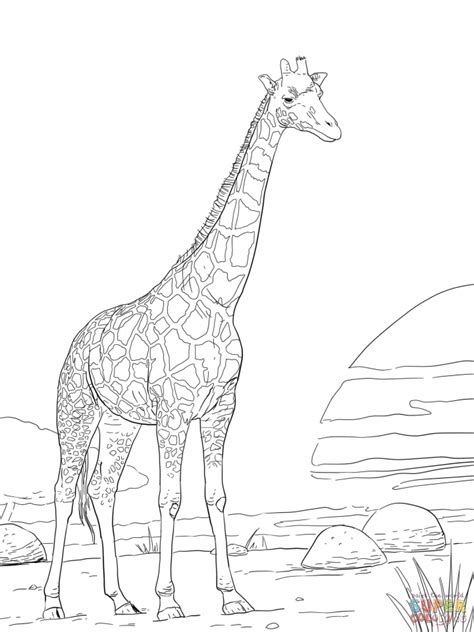 giraffe pages  adults coloring pages