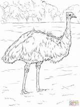 Emu Coloring Pages Realistic Colouring Australian Bird Drawing Printable Parakeet Animal Sketch Cartoon Animals Supercoloring Template Super Australia Print Templates sketch template