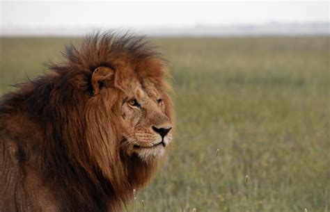 african lion zoochat