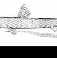 Afbeeldingsresultaten voor "halosaurus Johnsonianus". Grootte: 182 x 117. Bron: www.alamy.com